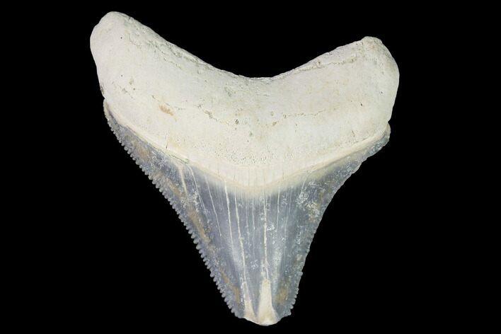 Serrated, Bone Valley Megalodon Tooth - Florida #99823